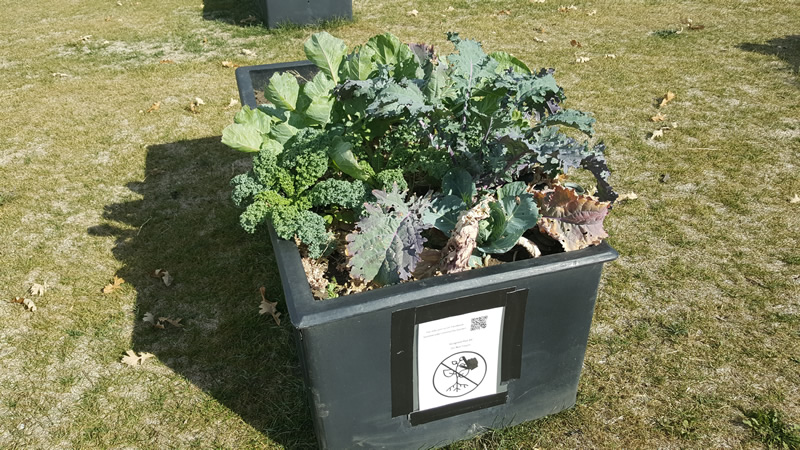 community garden in sw edmonton