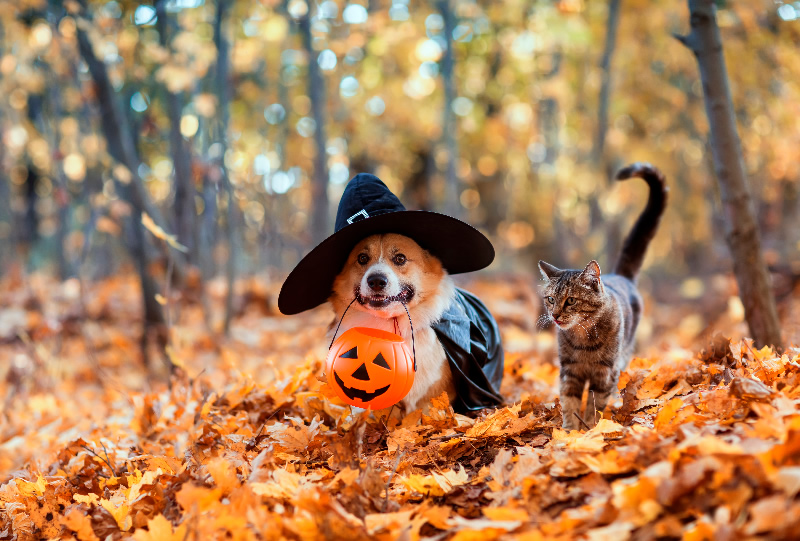 Halloween at the Dog Park