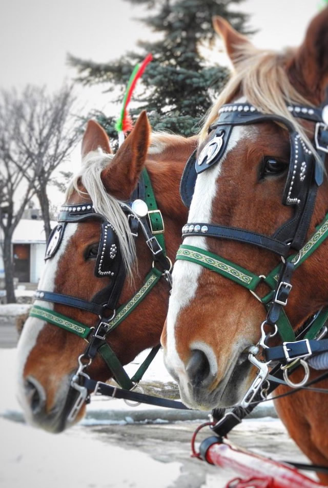 Winter Fun Day with the Ellerslie Community League