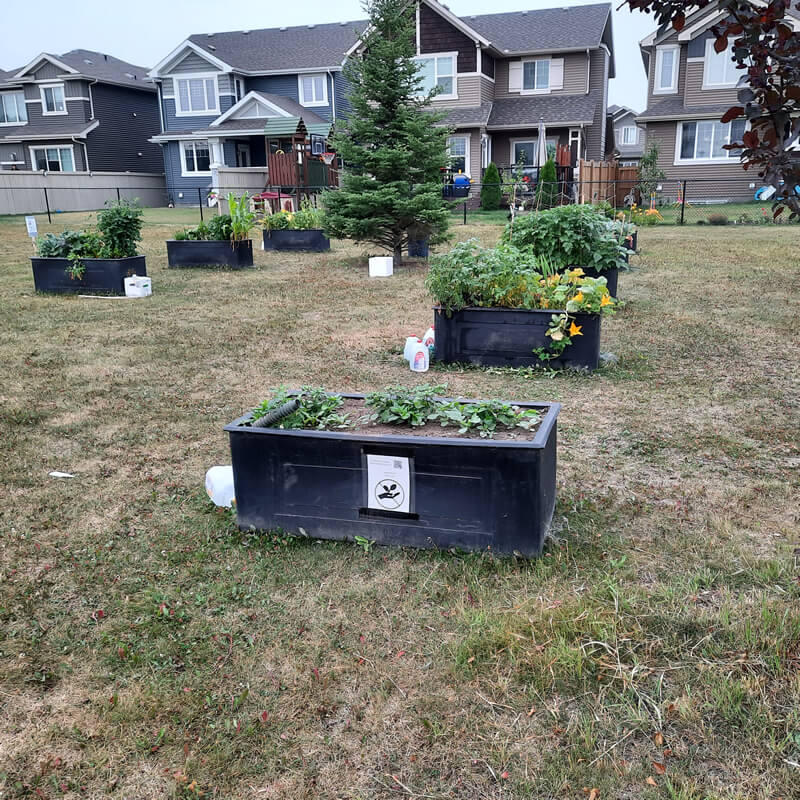 community garden, horizon