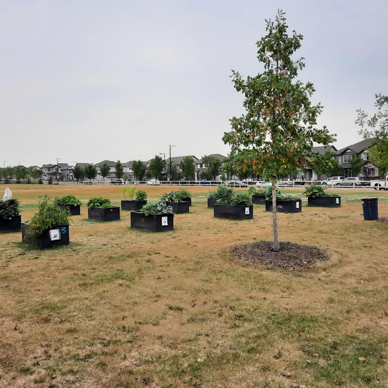 community garden, horizon