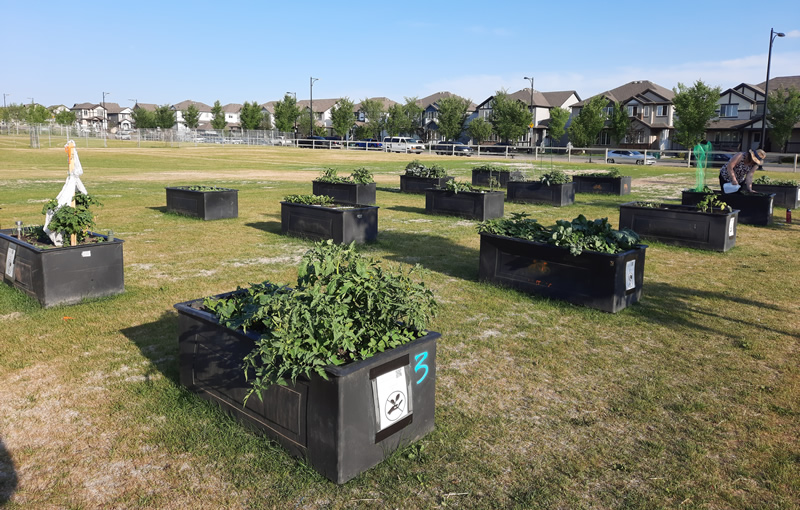 Developing Amenities